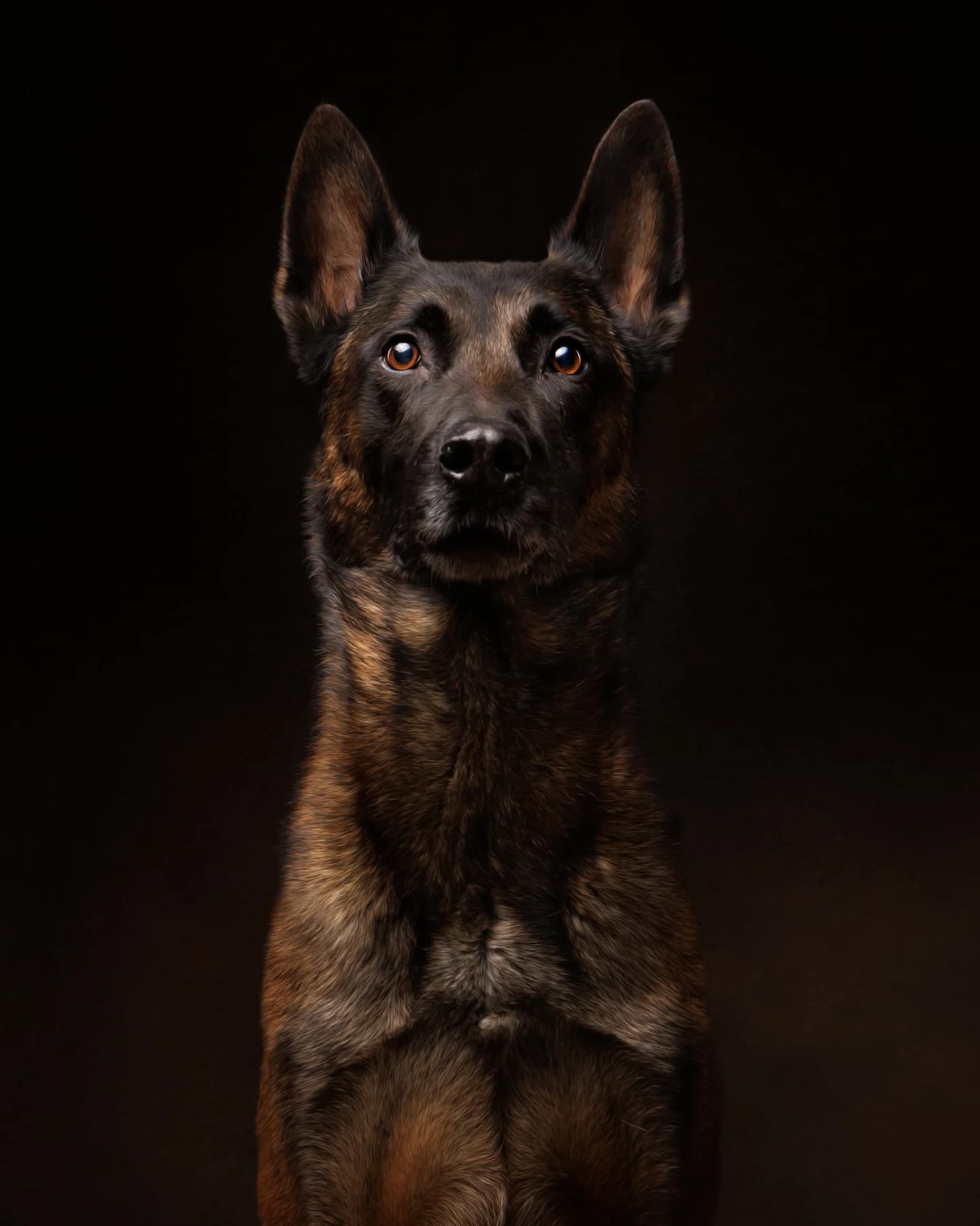A German shepherd in a dramatic studio portrait