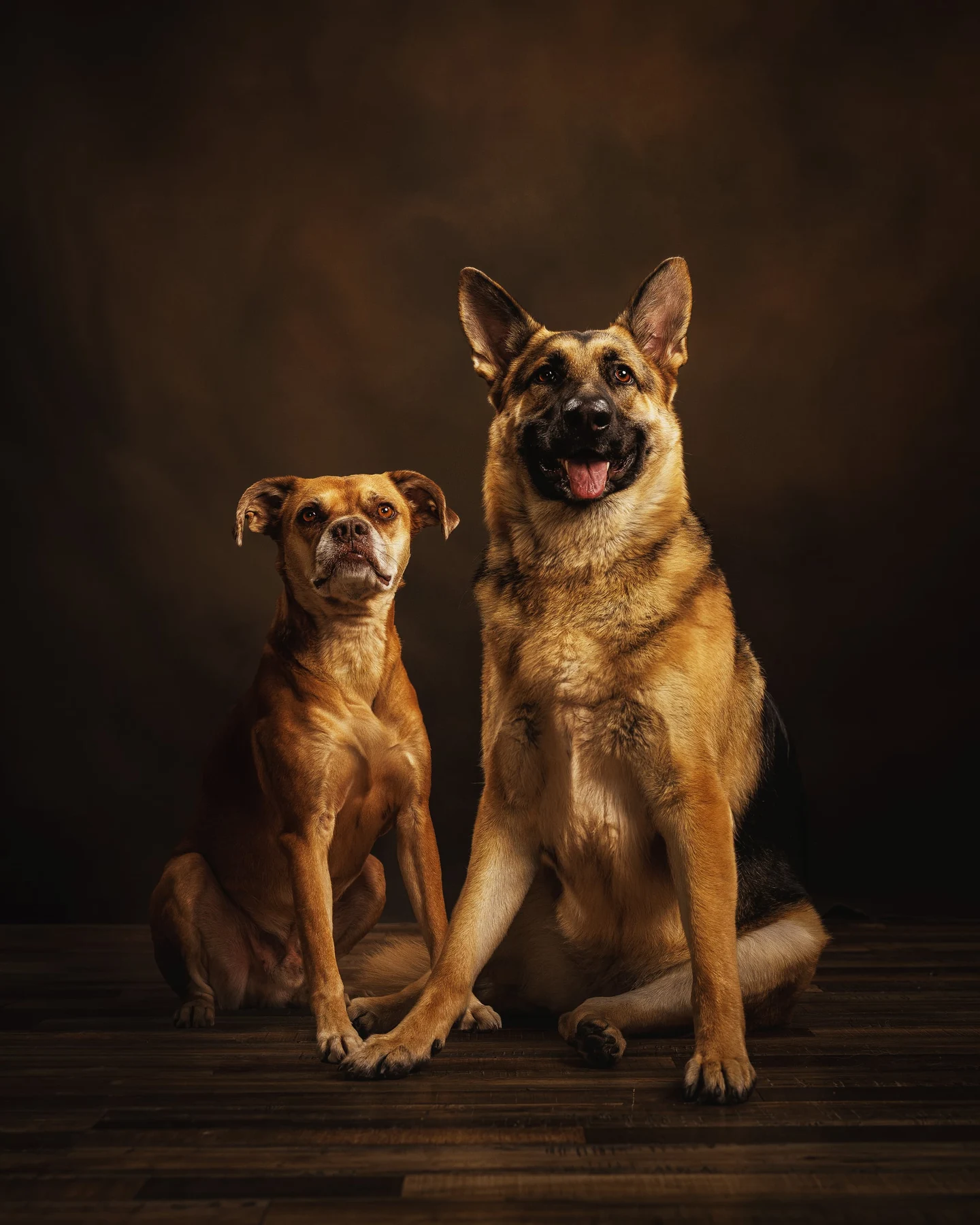 Two dogs sitting together in a warm studio portrait