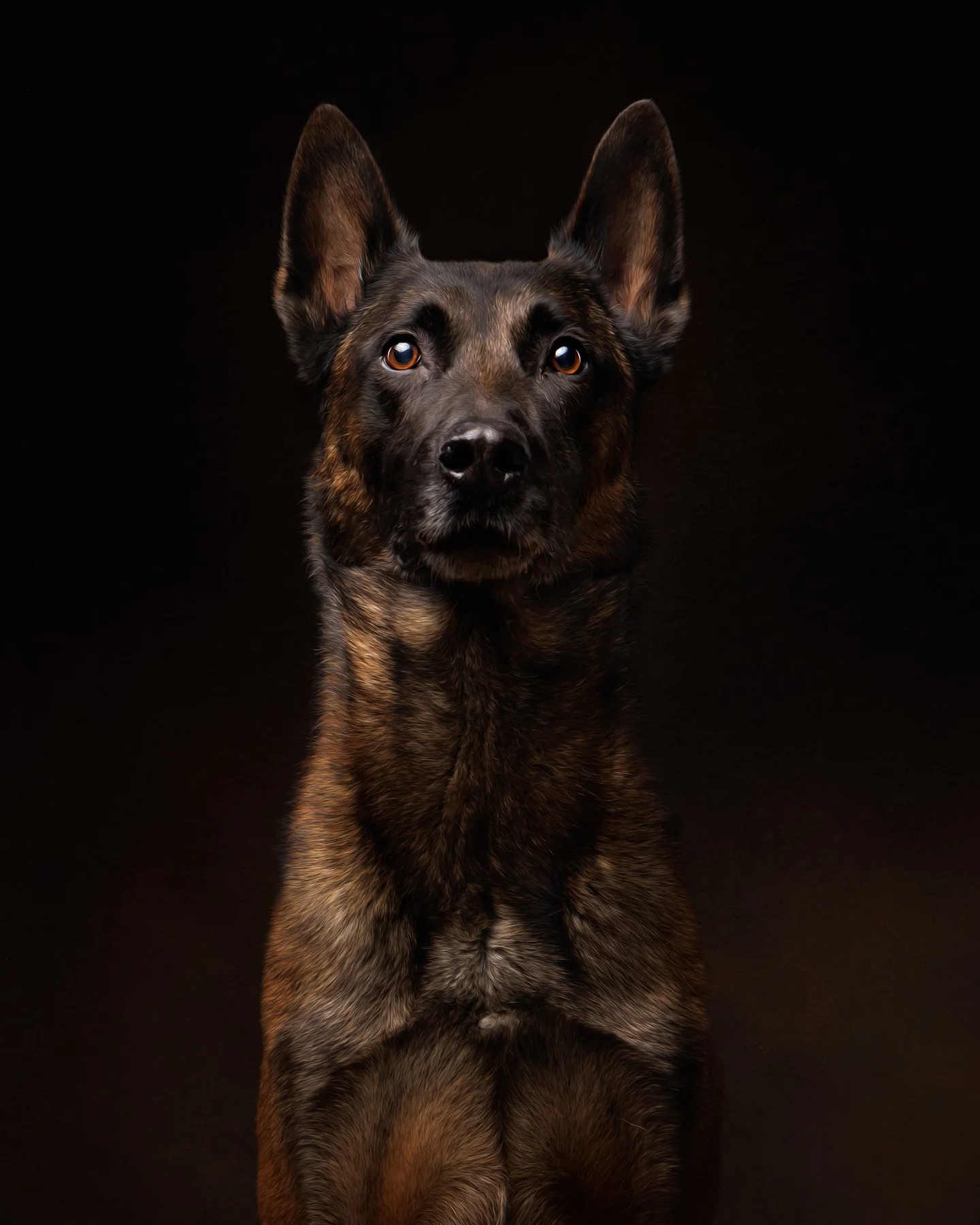 A German shepherd in a dramatic studio portrait
